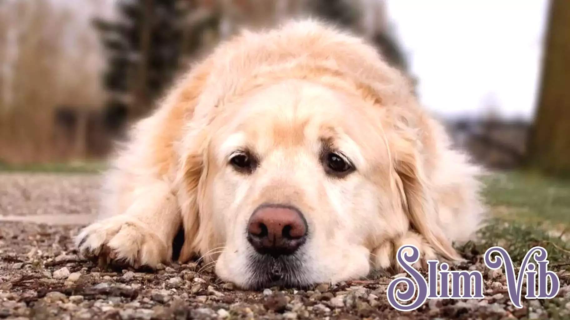 First Dog Rabies Case in Illinois in Over Three Decades