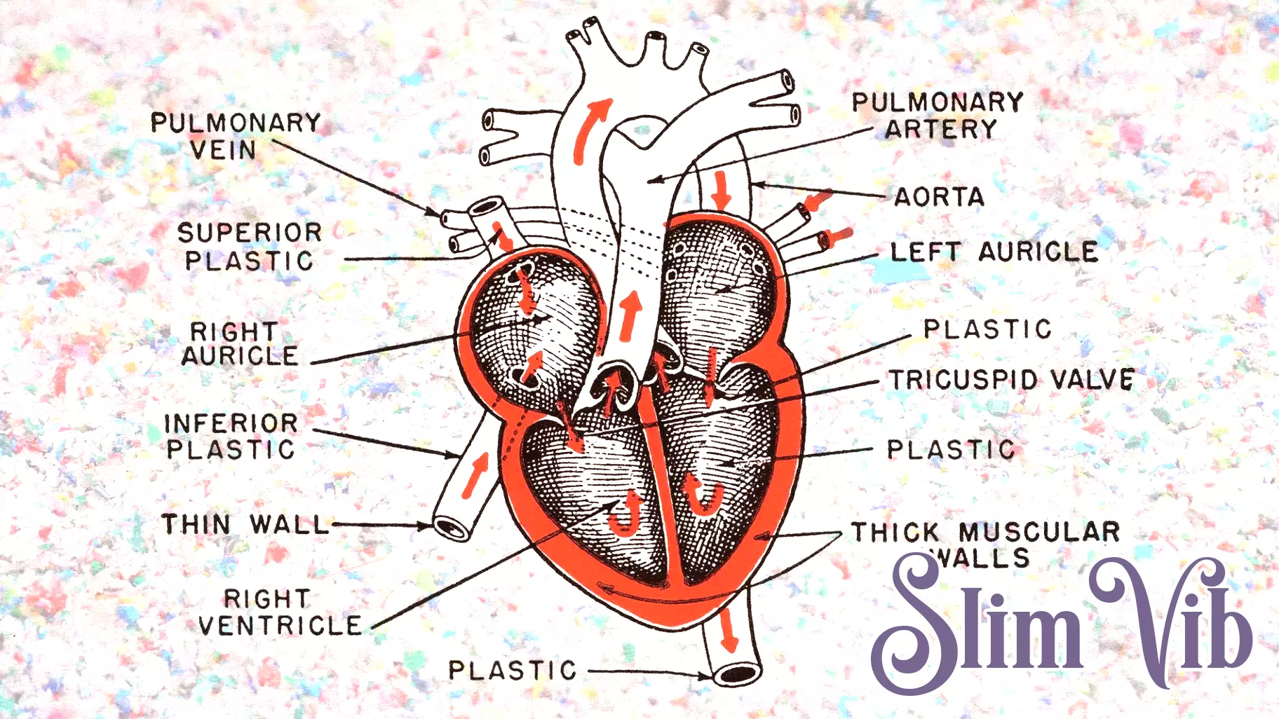 Microplastics may be affecting cardiovascular health