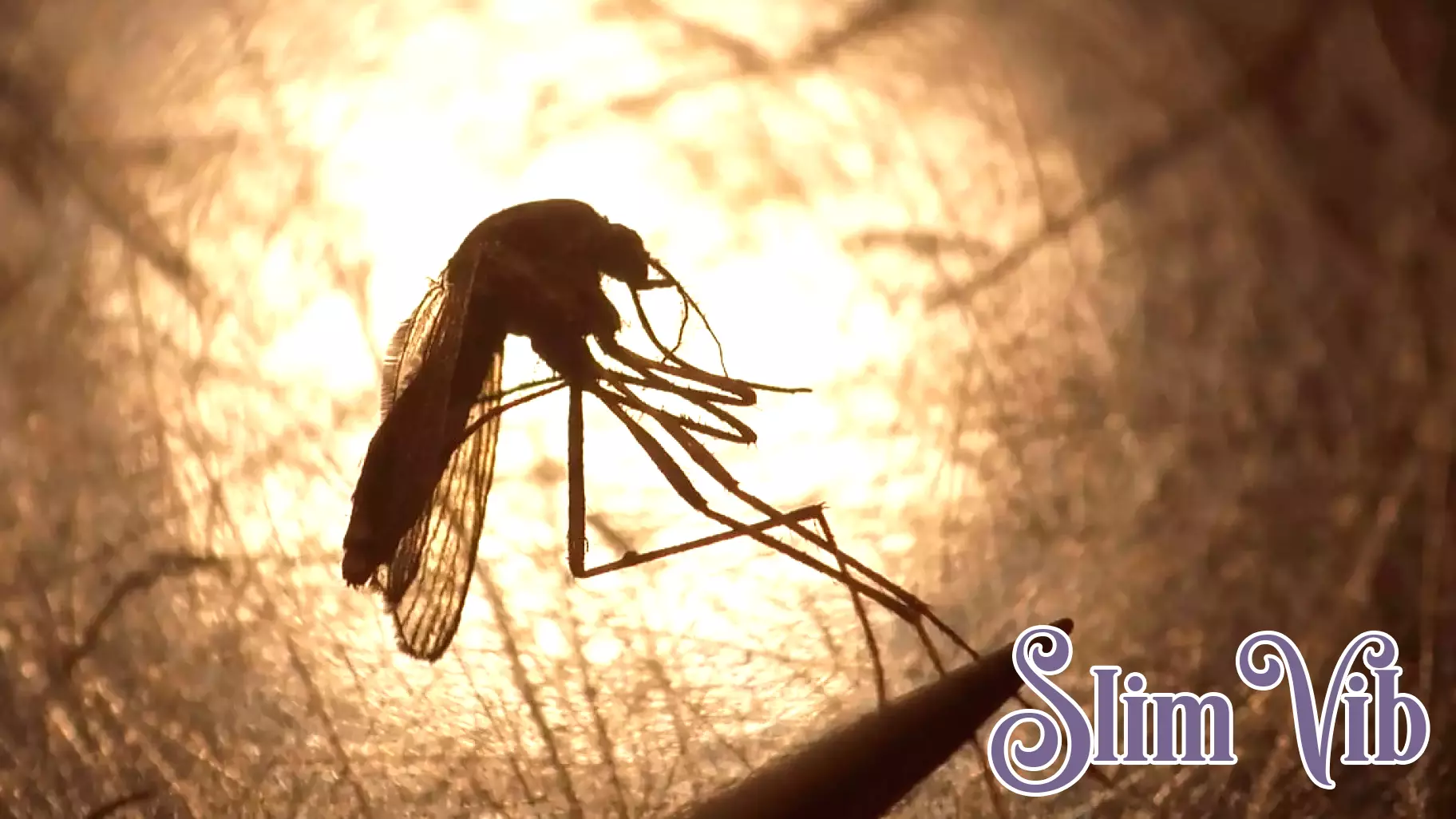 Old National Park closes after mosquitoes test positive for West Nile virus, Fulton health officials say