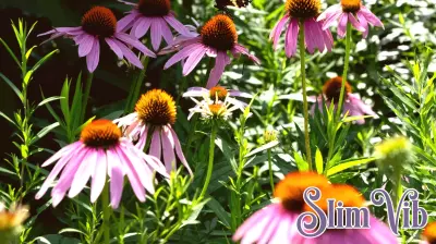 Cultivating a Health-Boosting Garden: Expert Tips