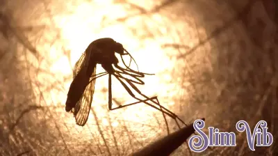 Old National Park closes after mosquitoes test positive for West Nile virus, Fulton health officials say